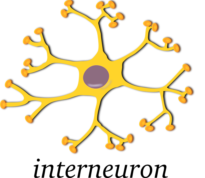 neuron-interneuron