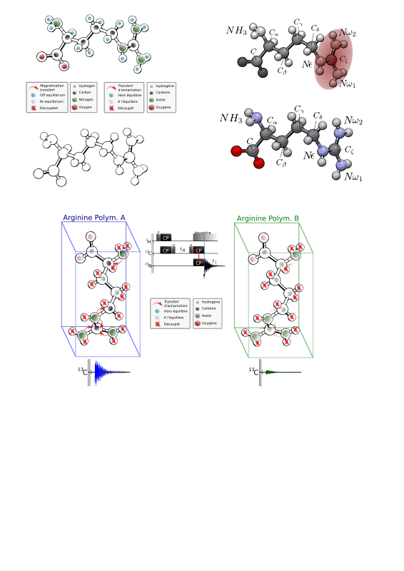 NMR arginine schemes