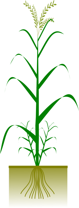 Cereal plant