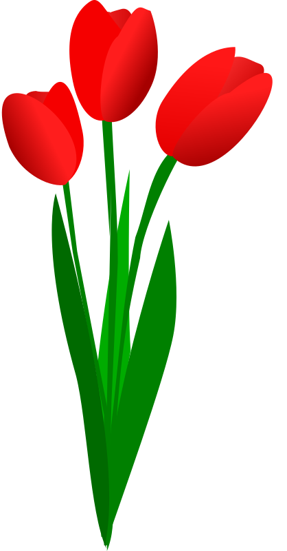 three red tulips