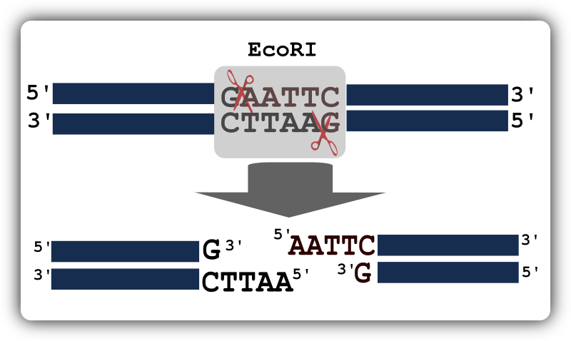 Illustration of restriction digestion