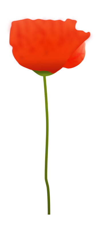 Poppy Flower