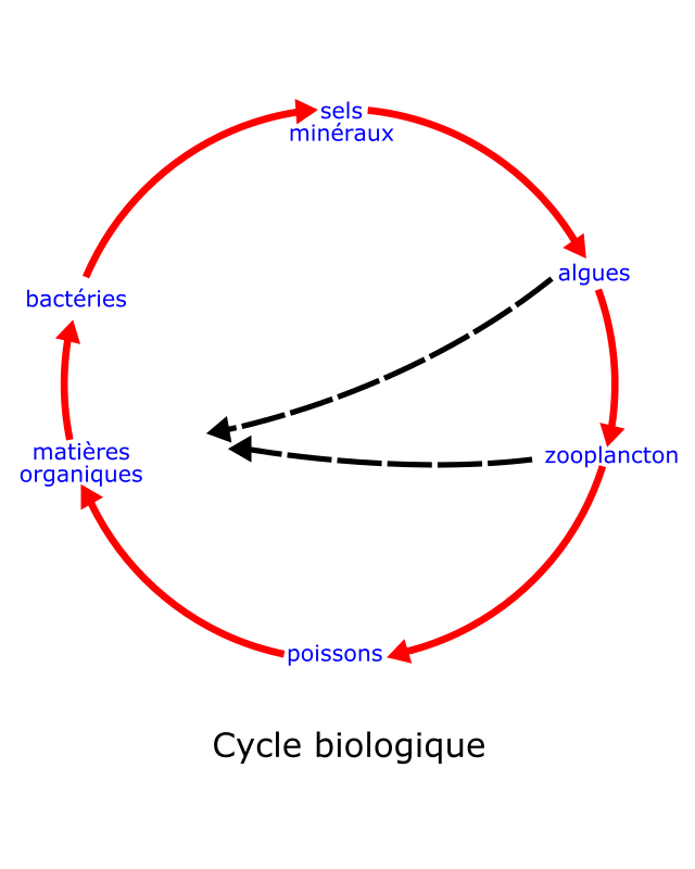 eutrophisation cycle