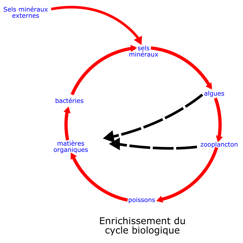 eutrophisation cycle