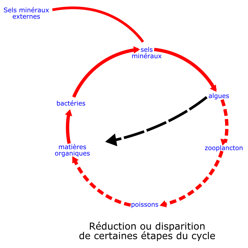 eutrophisation cycle