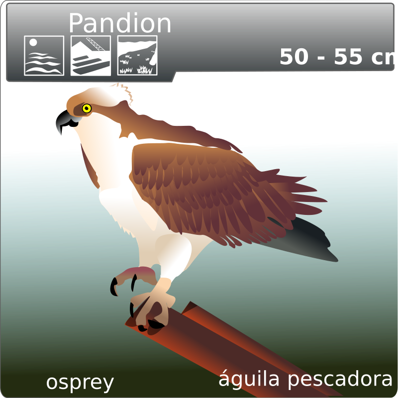 osprey