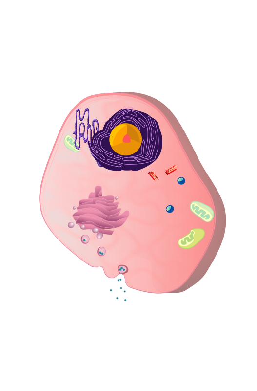 Eukaryotic Cell Openclipart