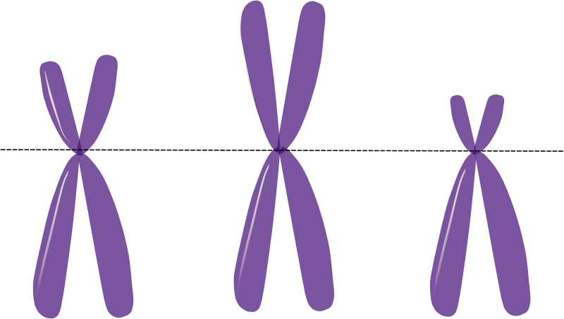 acrocentric chromosomes