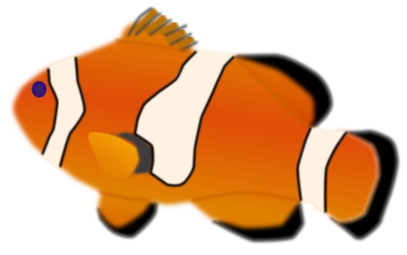 Aquarium fish - Amphiprion percula