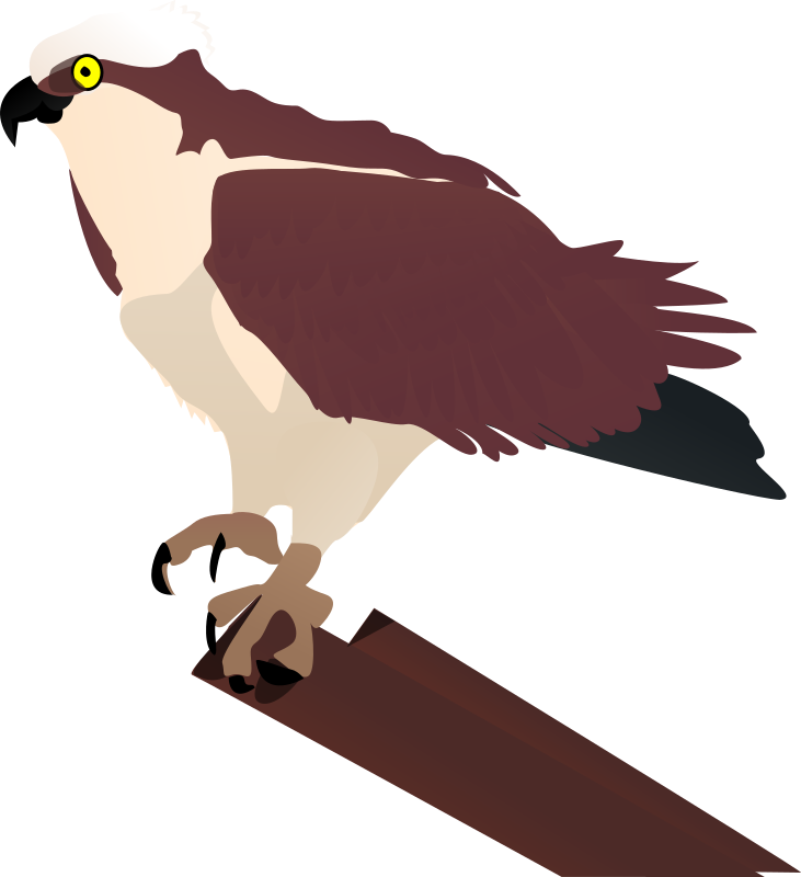 osprey