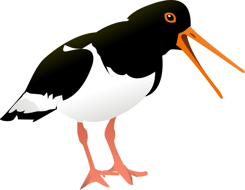 oyster catcher