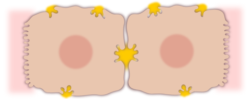 epatocyte-cell