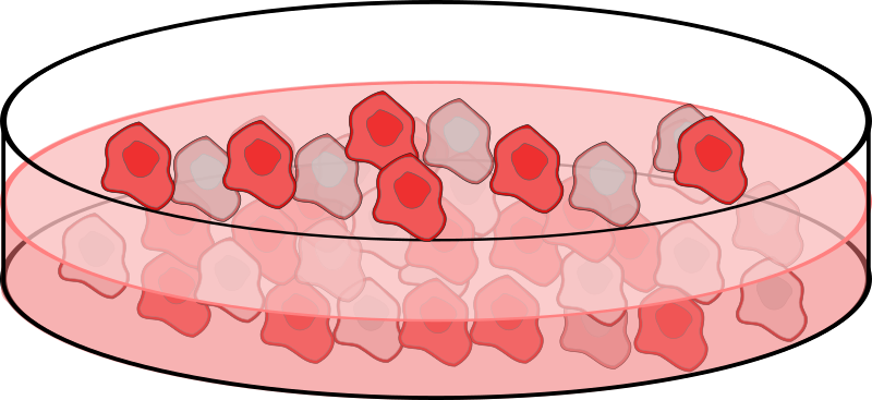 Cell culture