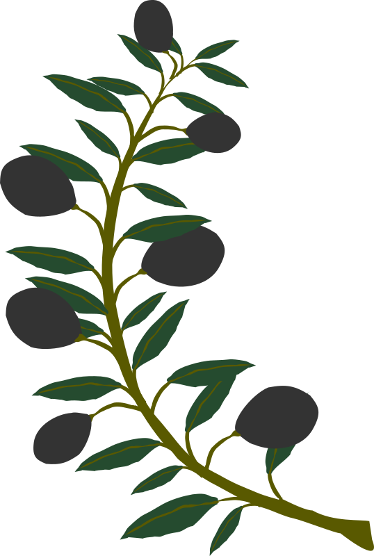 Olive branch black olive