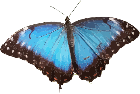 Morpho peleides