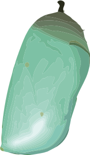 Chrysalis (D. plexippus)