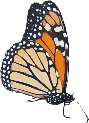 Danaus plexippus - II