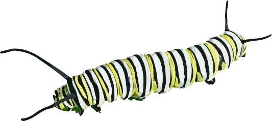 Caterpillar (D. plexippus) II