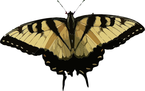 Papilio glaucus