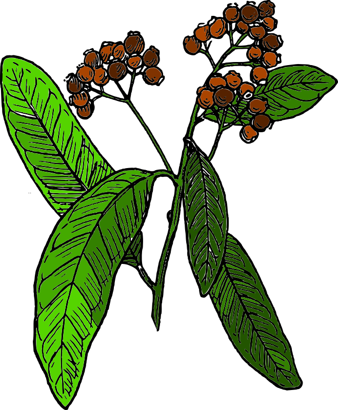 allspice (colored version)