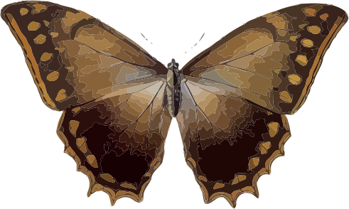 Morpho theseus