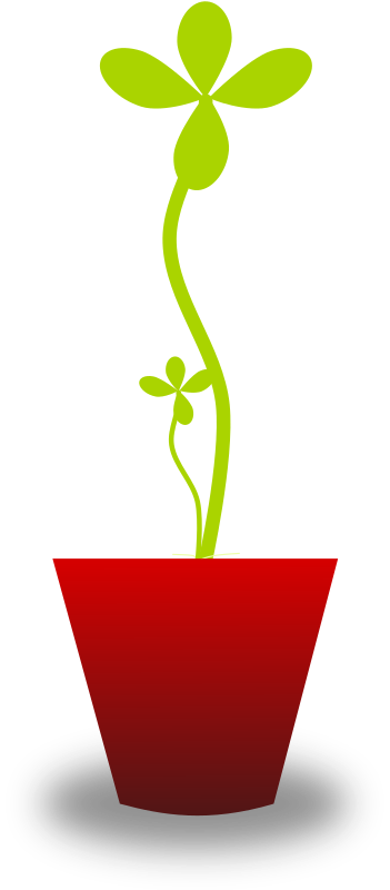 Tender Plant