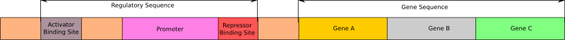 Operon model (Molecular Biology)