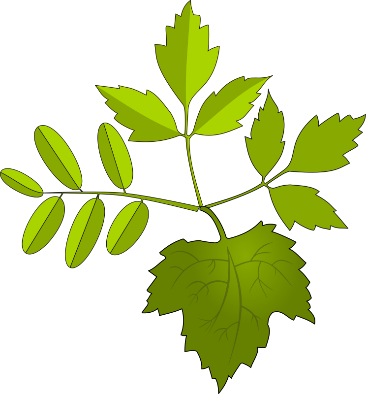 Leaves