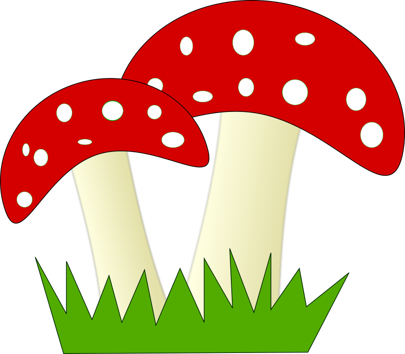 Fliegenpilz (fly amanita)