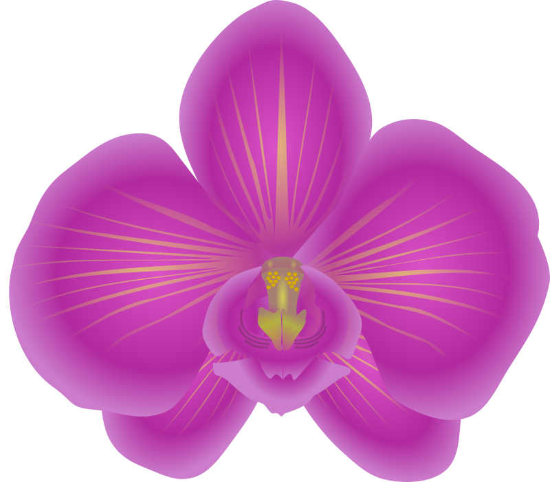 orchid