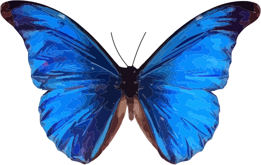 Morpho rhetenor