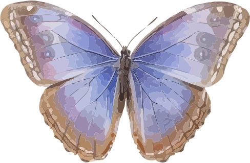 Morpho helenor