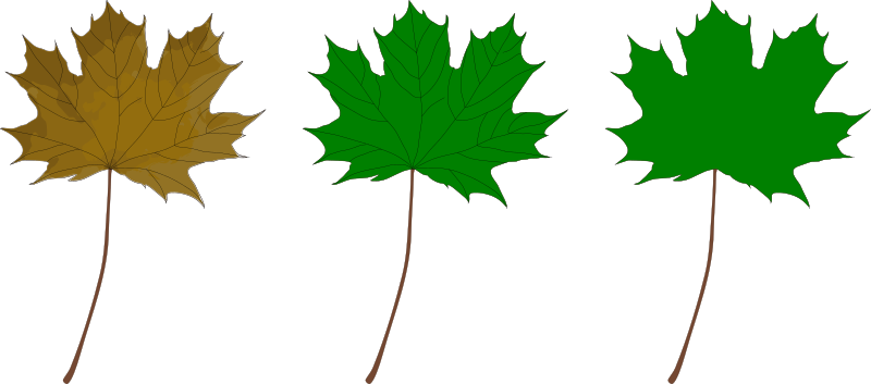 Maple Leaf