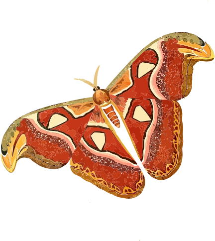 Atlas moth - Attacus atlas