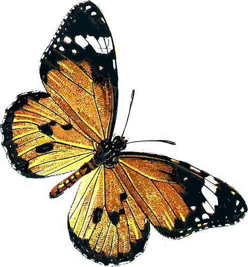 Danaus chrysippus