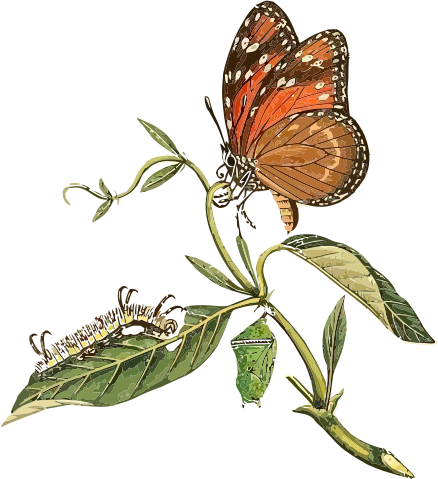 Danaus eresimus 