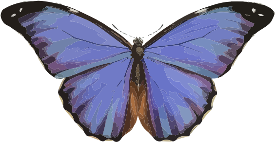 Morpho menelaus 