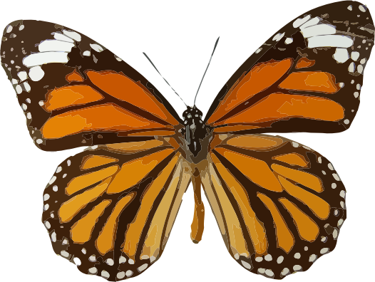 Danaus genutia 