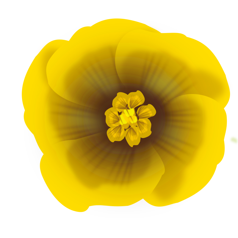 flower yellow