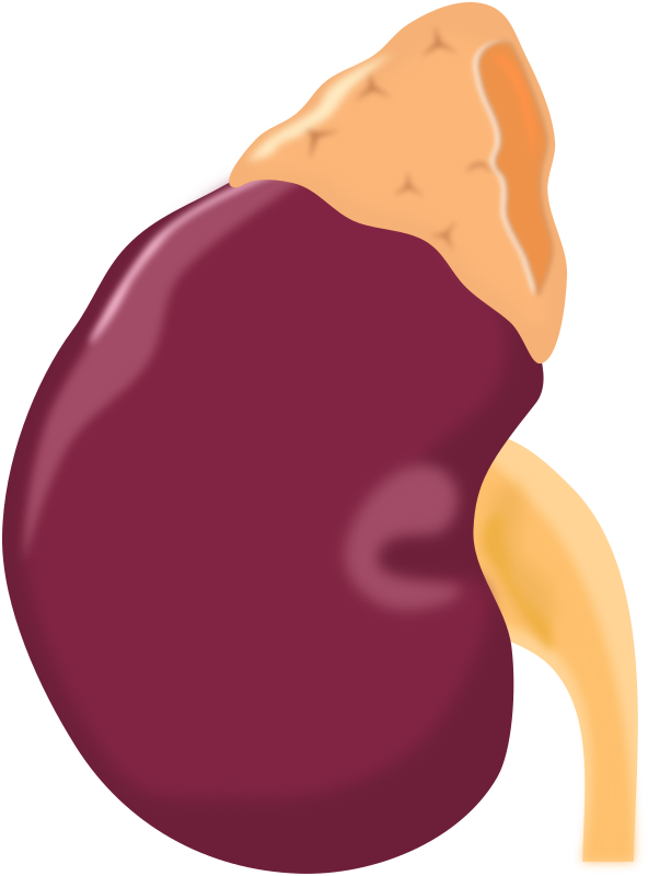 Kidney - Openclipart