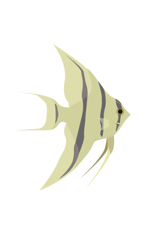 Angelfish