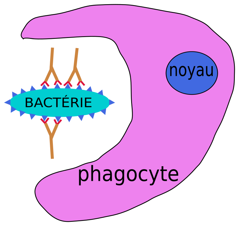 phagocytose