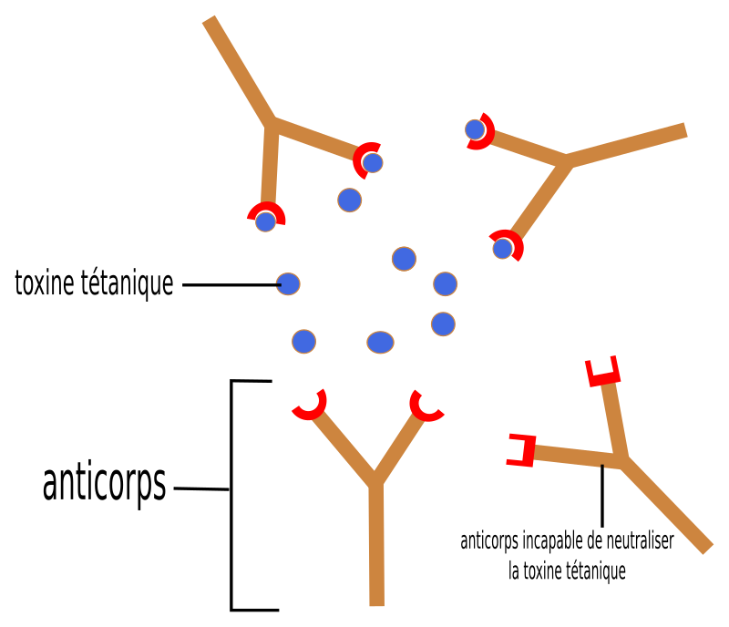 anticorps-antigene