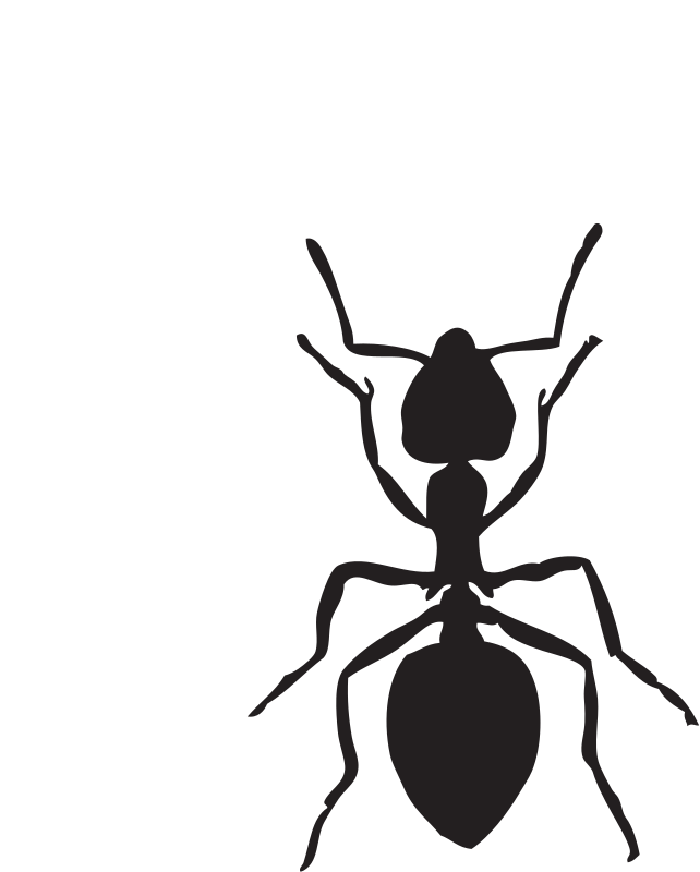 Acrobat ant