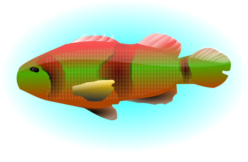 colourful fish