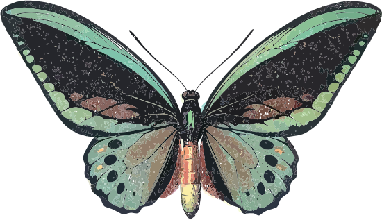 Ornithoptera priamus