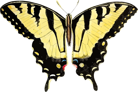 Papilio glaucus 