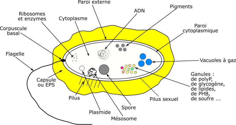 Bacterie