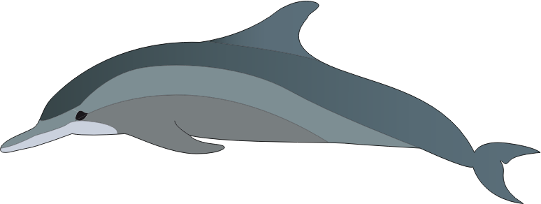 dolphin