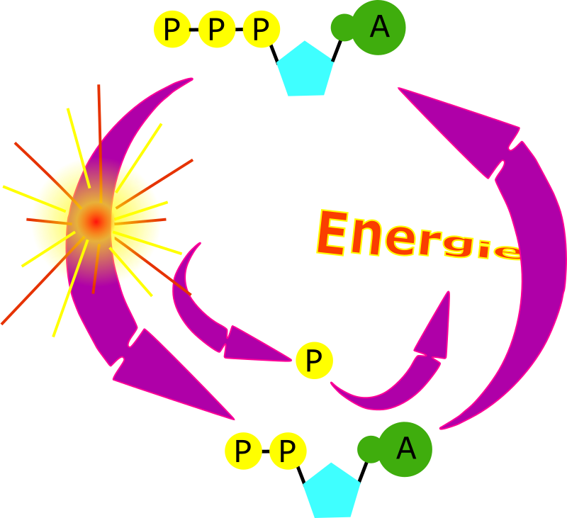 cycle ATP